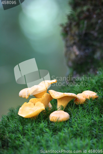 Image of Chanterelles on the moss