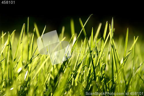 Image of Grass blades