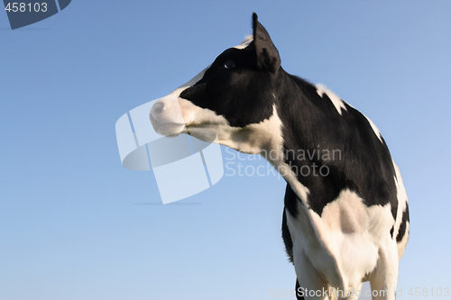 Image of Sideway Cow