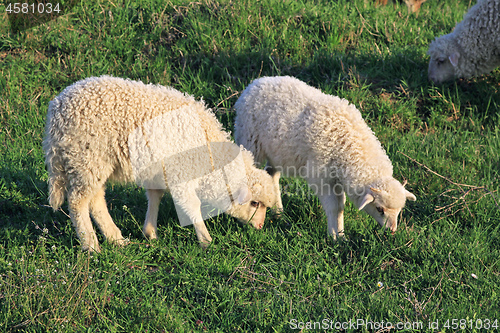 Image of Two Sheep