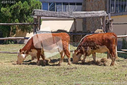 Image of Two Cows