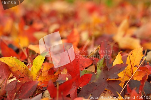 Image of Maple Leaves