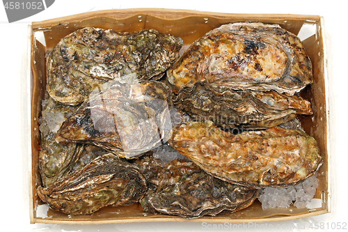 Image of Oysters Box