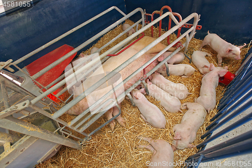 Image of Pig Farm