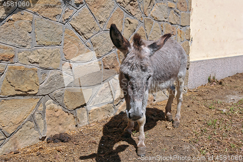 Image of One Donkey