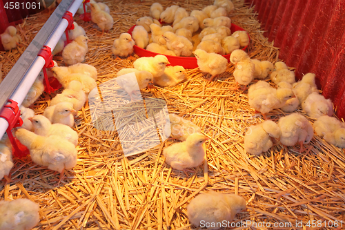 Image of Newborn Chicks