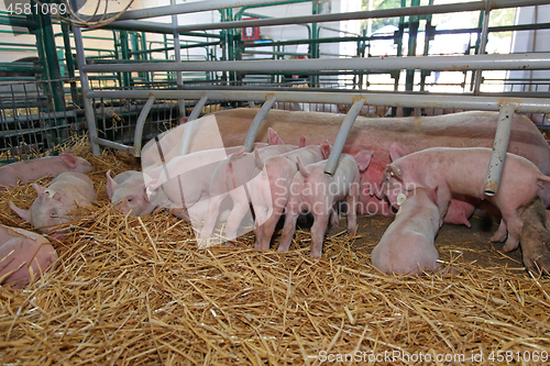 Image of Suckling Piglets