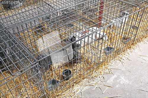 Image of Rabbits Farm