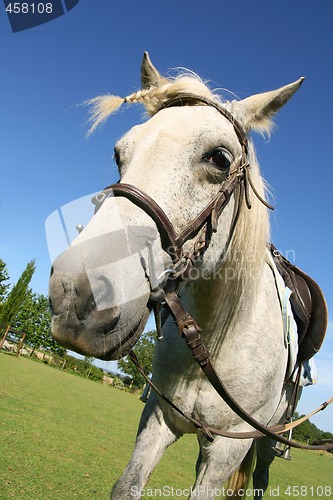 Image of Saddled horse