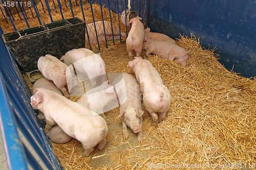 Image of Pigs