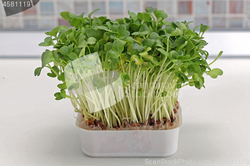 Image of Edible Watercress