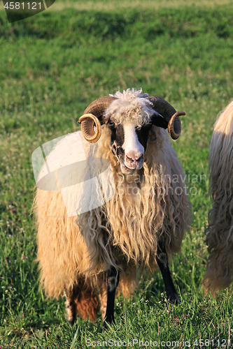 Image of Ram Sheep