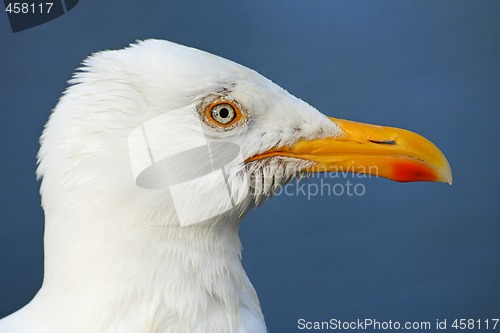 Image of Seagull profile