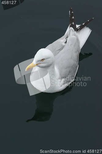 Image of Swimming Seagull 
