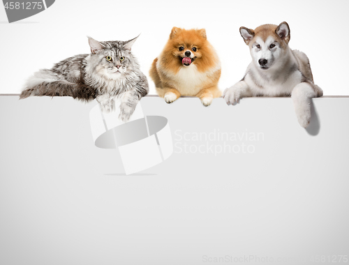 Image of Row of cats and dogs hanging their paws over a white banner.