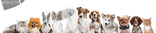 Image of Differents dogs looking at camera isolated on a white background