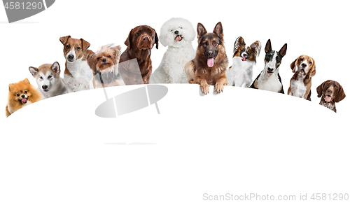 Image of Differents dogs looking at camera isolated on a white background