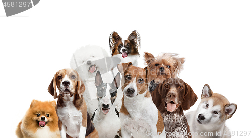 Image of Differents dogs looking at camera isolated on a white background