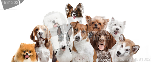 Image of Differents dogs looking at camera isolated on a white background