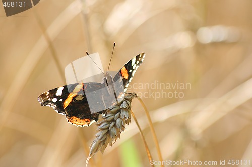 Image of Backlighted Red Admiral