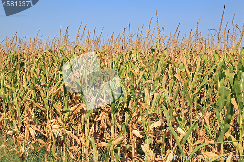 Image of Maize Corn