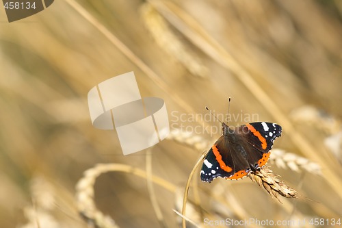 Image of Red Admiral