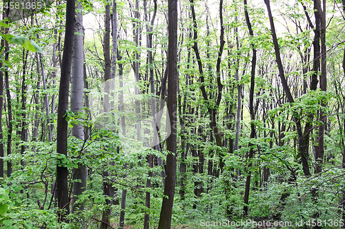 Image of Green Forest