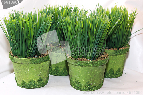 Image of Grass in Pots