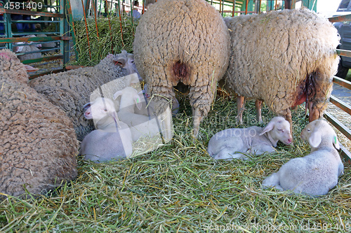 Image of Lambs