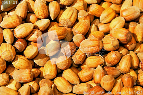 Image of Hazelnuts