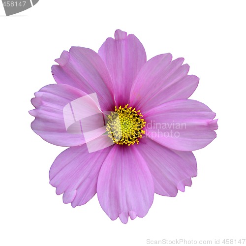 Image of Purple flower