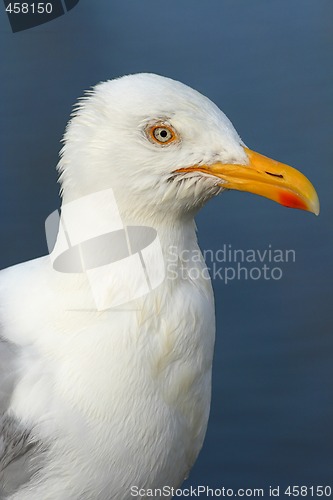 Image of Seagull profile