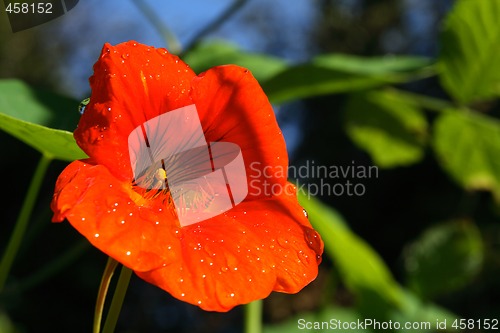 Image of Nasturtium