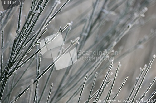 Image of Frozen branches