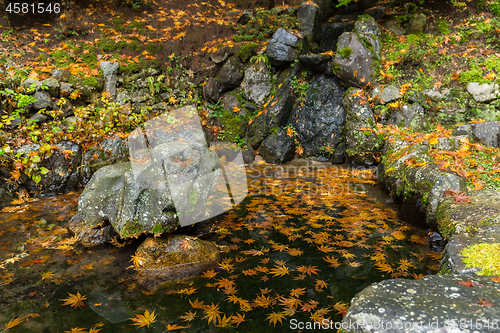 Image of Japanese garden with Maple tree