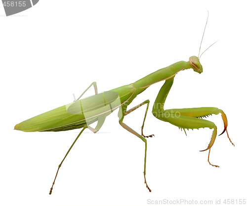 Image of Praying Mantis isolated