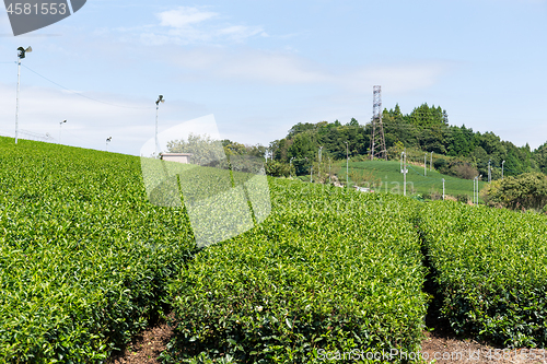 Image of Green Tea Plantation