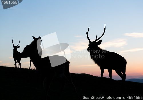 Image of Group of Deer under sunset