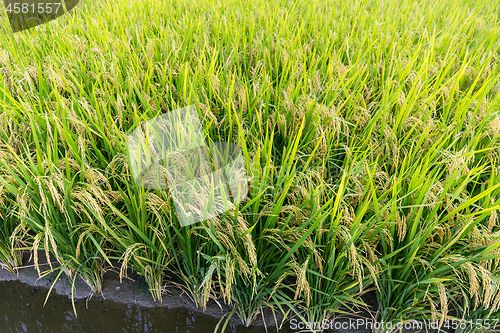 Image of Paddy Rice meadow