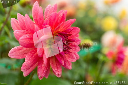 Image of Pink chrysanthemum