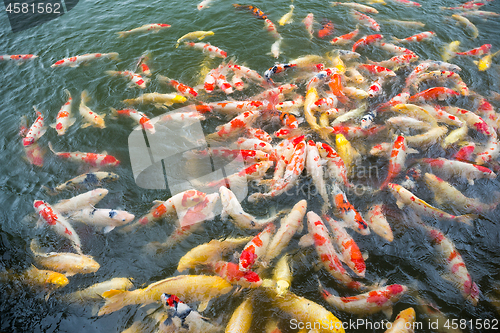 Image of Feeding Koi fish in the pool