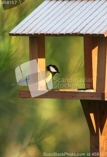 Image of Great tit in his house