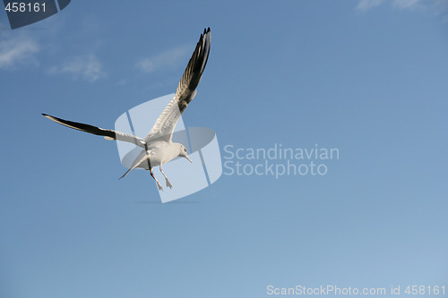 Image of Seagull flight