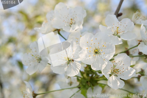 Image of Blooming