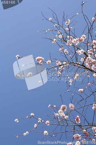 Image of Tree in blossom