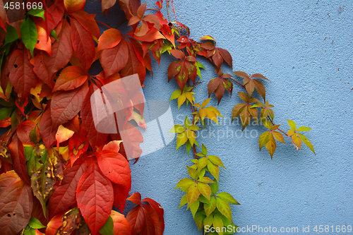 Image of Blue wall and leaves