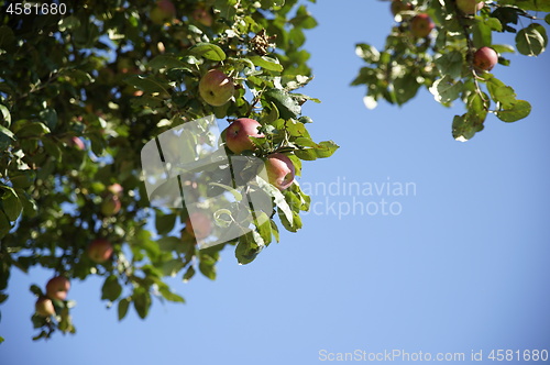 Image of Apple Tree