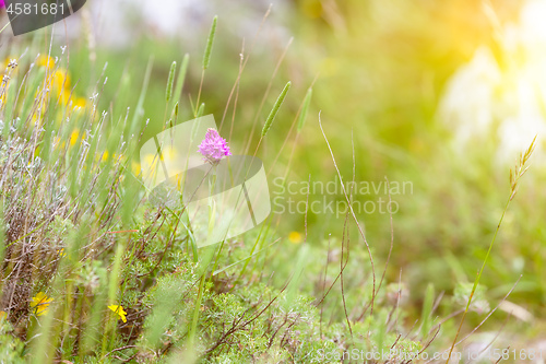 Image of green detail grass meadow with purple flower
