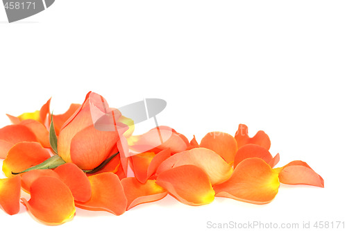 Image of Rose over petals