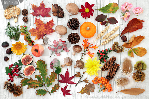 Image of Autumn Nature Study